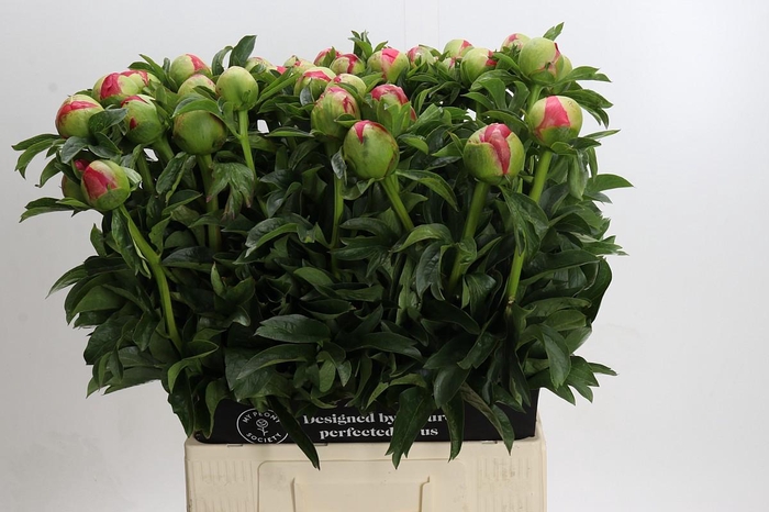 <h4>Paeonia Coral Sunset</h4>