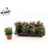 Dian Osc Pink Purple