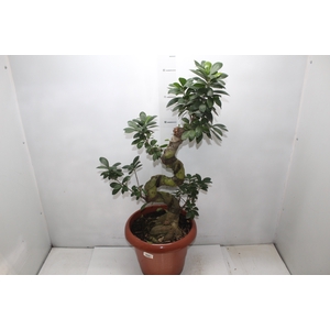 BONSAI FICUS MICROCARPA GINSENG P40