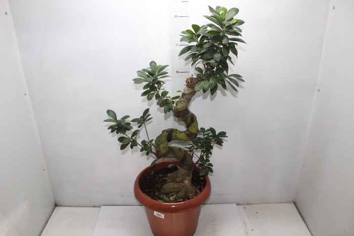 <h4>BONSAI FICUS MICROCARPA GINSENG P40</h4>