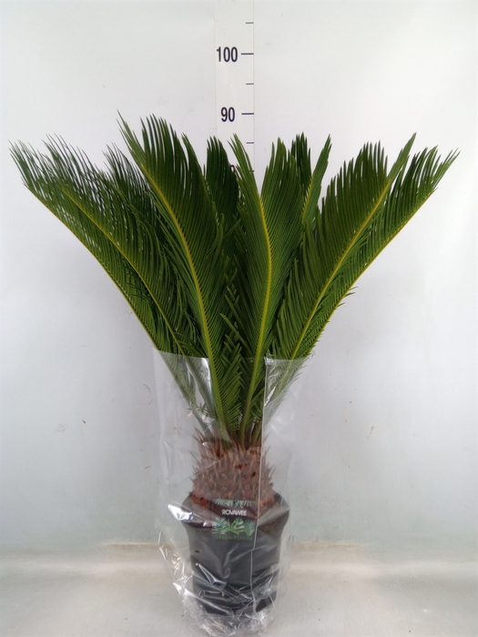 <h4>Cycas revoluta</h4>