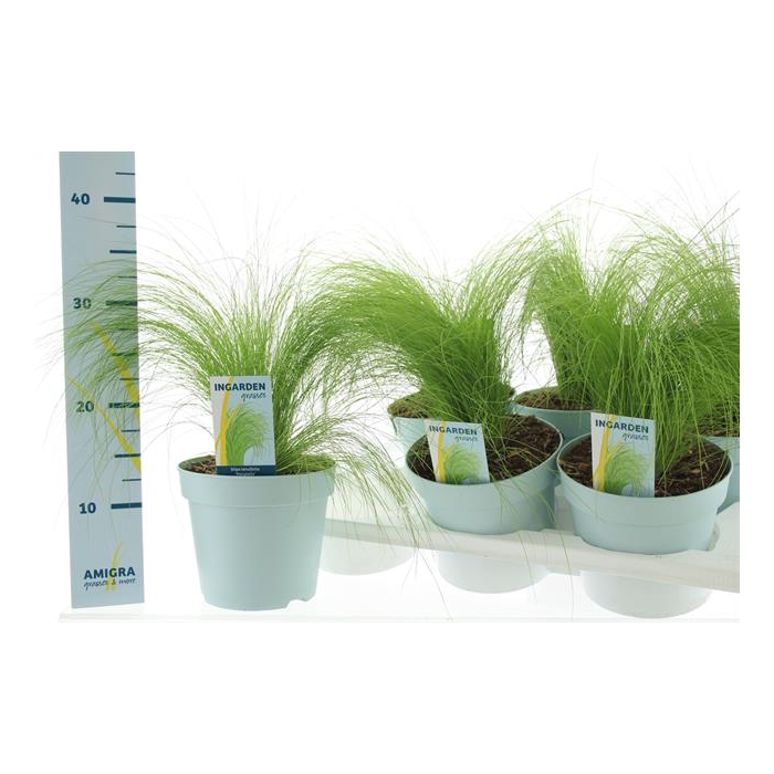 <h4>Stipa tenuissima ColorGrass Pony Tails 17Ø 40cm</h4>