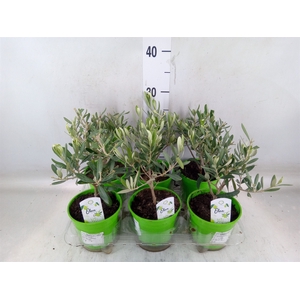 Olea europaea