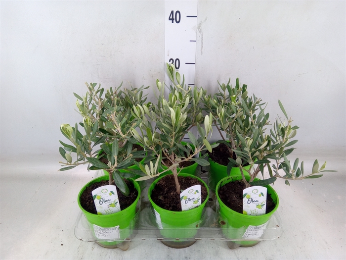 <h4>Olea europaea</h4>