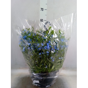 Lobelia erin. 'LagunSemTr Sky Blue'