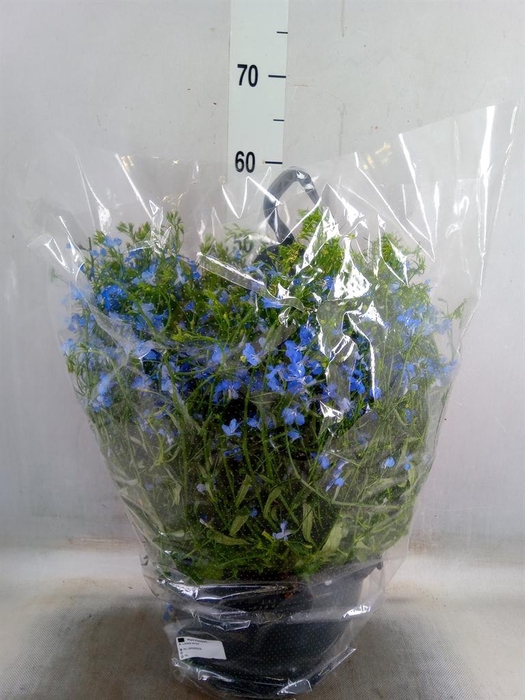<h4>Lobelia erin. 'LagunSemTr Sky Blue'</h4>