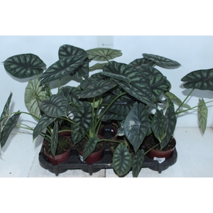 ALOCASIA DRAGON SCALE P12