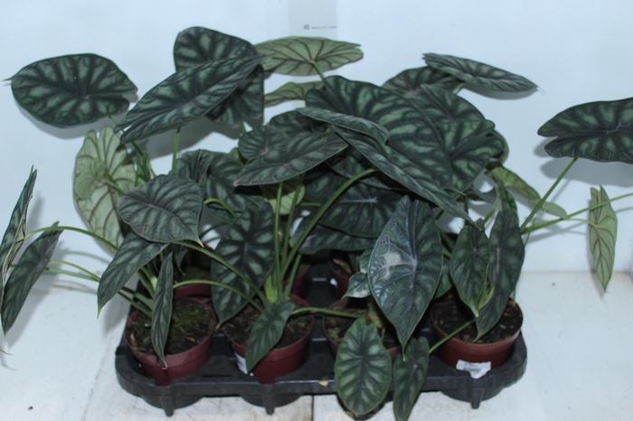 ALOCASIA DRAGON SCALE P12