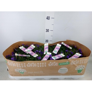 Campanula porten. 'Ambella Lavende'