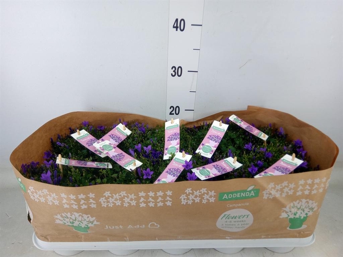 <h4>Campanula porten. 'Ambella Lavende'</h4>