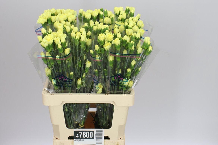 <h4>Di Tr Yellow</h4>