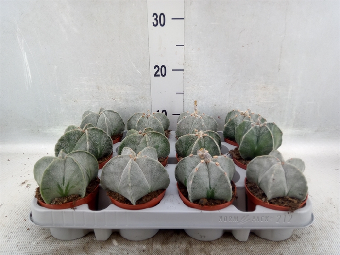 <h4>Astrophytum myriostigma</h4>