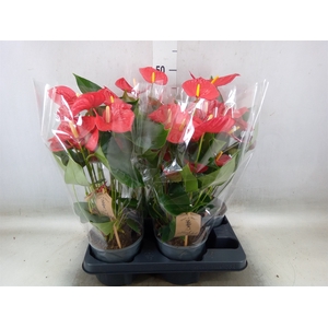 Anthurium andr. 'Casparo'