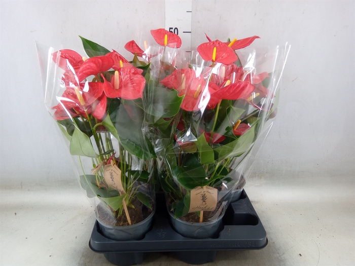 <h4>Anthurium andr. 'Casparo'</h4>