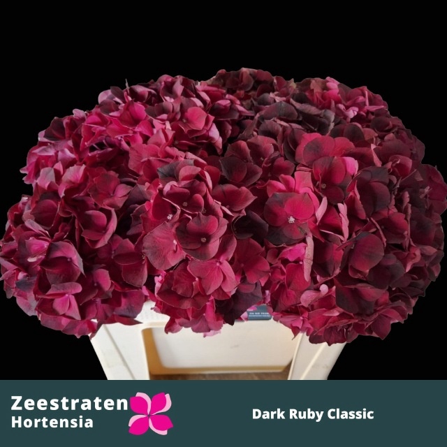<h4>HYDR M MAG D RUBY CL</h4>