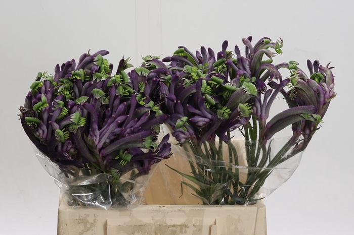 <h4>Anigozanthos Celebrations Carnivale</h4>