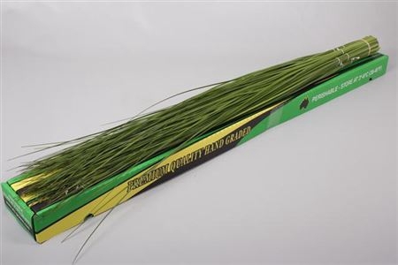 STEELGRASS 120CM