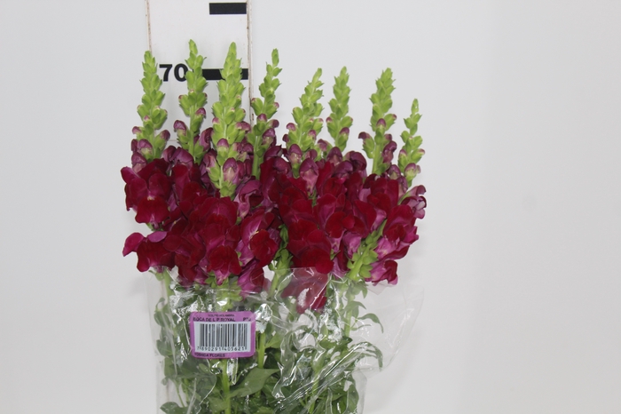 <h4>BOCA DE LEAO POTOMAC ROYAL 070 CM</h4>