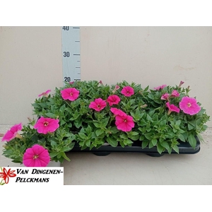 PET HOT PINK SURFINI