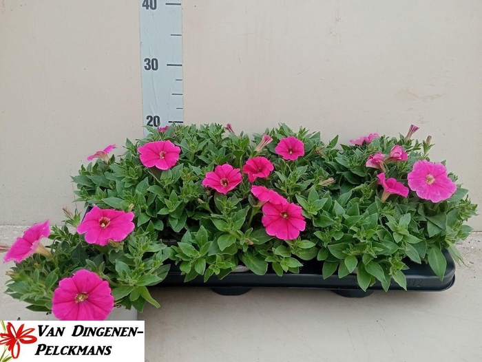 <h4>PET HOT PINK SURFINI</h4>