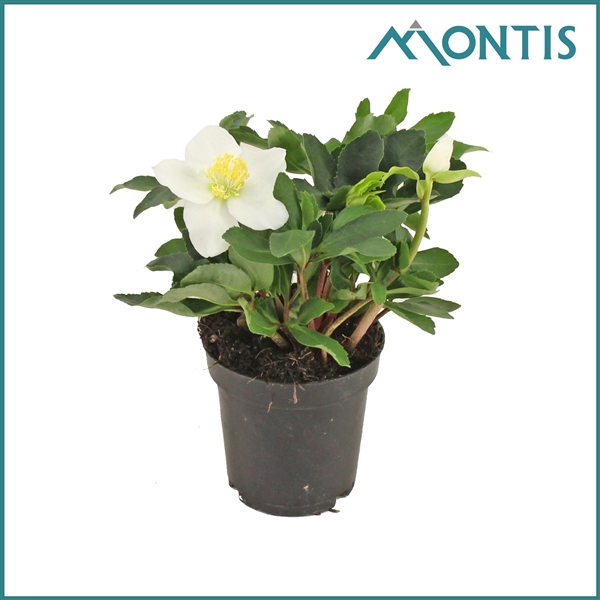 <h4>Helleborus Christmas Carol 9 cm Medium</h4>