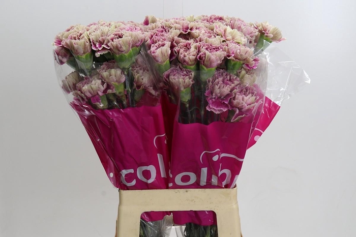 <h4>Dianthus St Antiqua</h4>