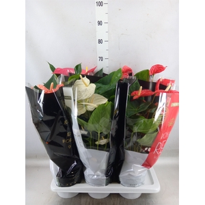 Anthurium   ...mix