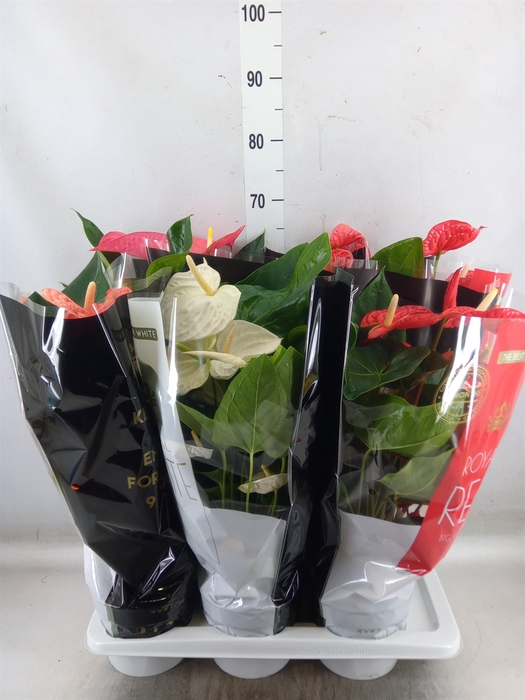 <h4>Anthurium   ...mix</h4>