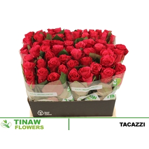 R GR TACAZZI+