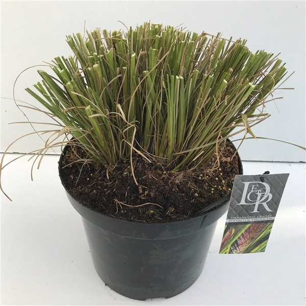 <h4>Pennisetum 'Viridescens'</h4>