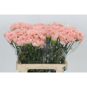 Dianthus St Lege Marrone