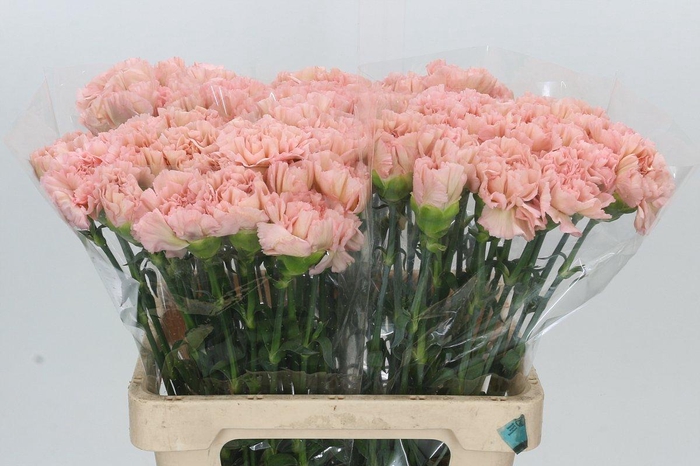 <h4>Dianthus St Lege Marrone</h4>