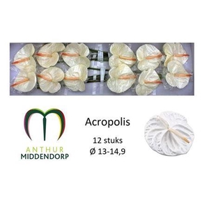 Anth A Acropolis X12