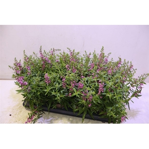 Ang Se Lavender