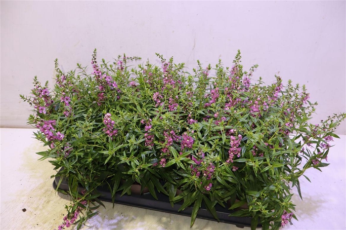 <h4>Ang Se Lavender</h4>
