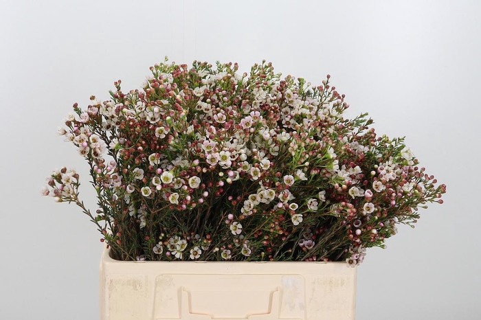 <h4>Chame Mi Liron</h4>