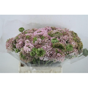 Ran Ponpon Ex Hermoine