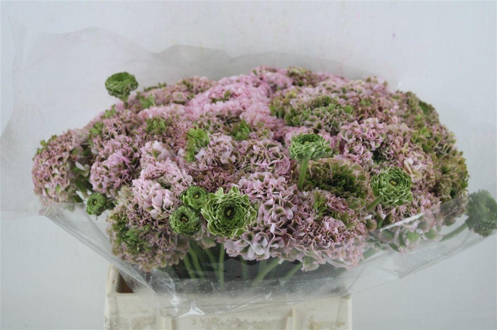 <h4>Ran Ponpon Ex Hermoine</h4>