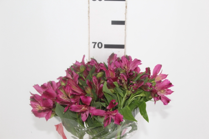 <h4>ALSTROEMERIA POMPEII 070 CM</h4>