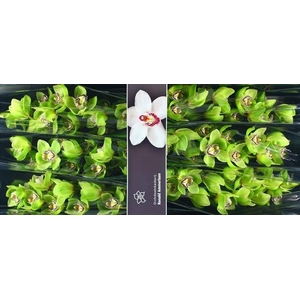 CYMB T MRS R HOOD GROEN