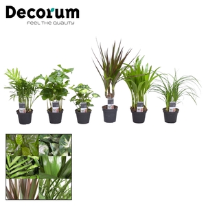 Keen on Green mix Indiana 7 cm (Decorum)