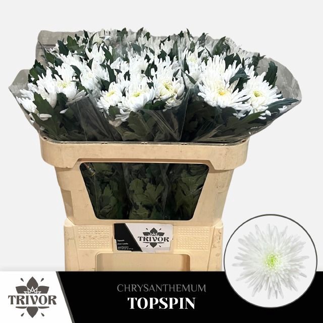 <h4>CHR G TOPSPIN</h4>