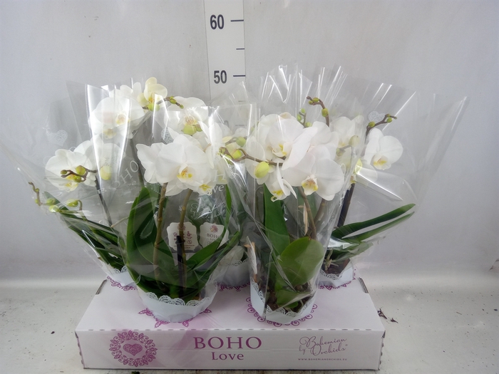 <h4>Phalaenopsis   ...white</h4>