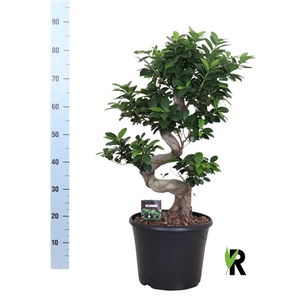 Ficus micr. S-type in sierpot