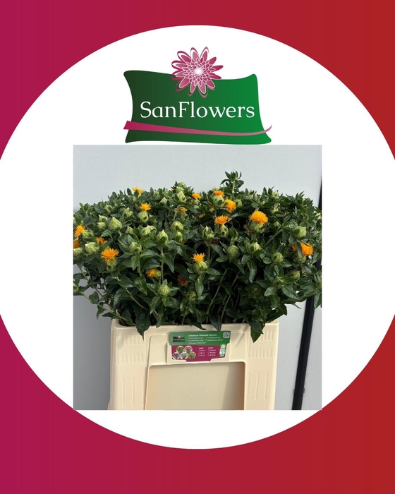 <h4>CARTHAMUS DECOGROEN</h4>