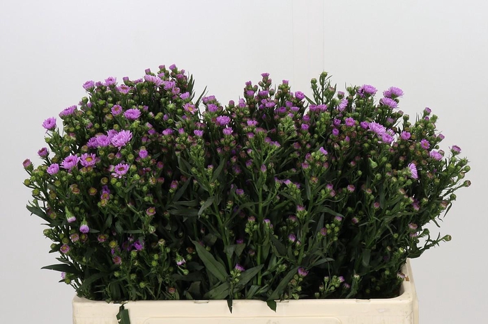 <h4>Aster Painted Lady</h4>