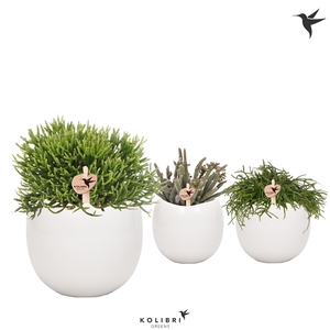 Kolibri Greens Rhipsalis mix in Bowl pot