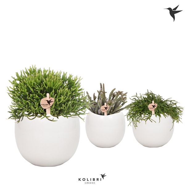 <h4>Kolibri Greens Rhipsalis mix in Bowl pot</h4>