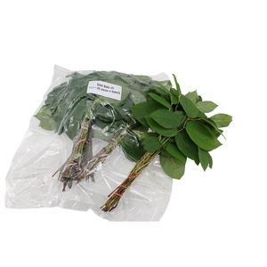 Salal Baby V P X5