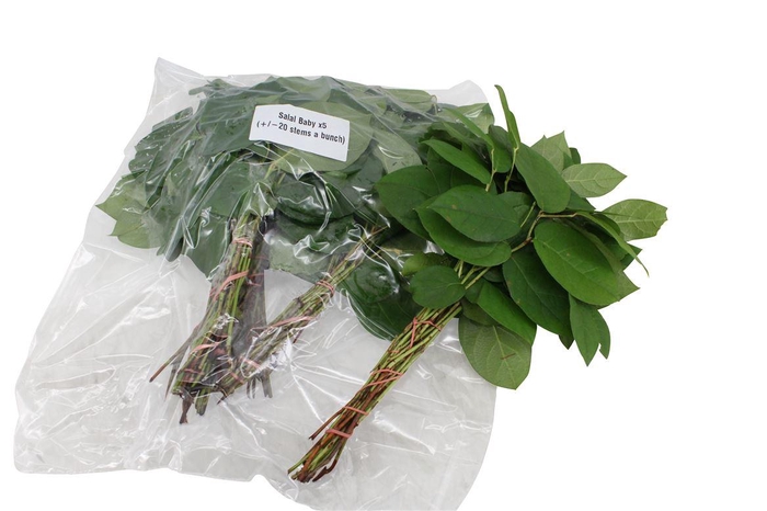 <h4>Salal Baby V P X5</h4>